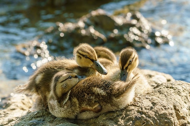 Free download ducks ducklings lake water birds free picture to be edited with GIMP free online image editor