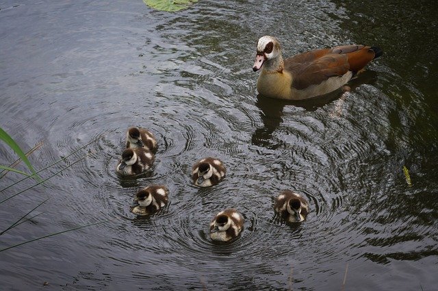 Free download Ducks Family Lake Baby -  free photo or picture to be edited with GIMP online image editor