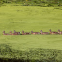 Ducks in duck pond  screen for extension Chrome web store in OffiDocs Chromium