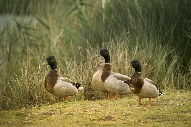 Descărcare gratuită Ducks Laguna Water - fotografie sau imagini gratuite pentru a fi editate cu editorul de imagini online GIMP
