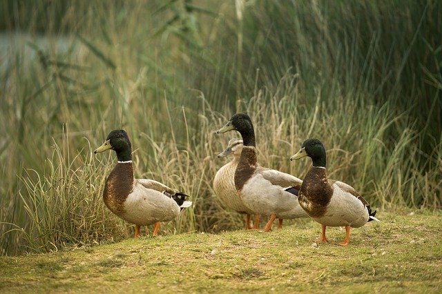 Download gratuito Ducks Laguna Water - foto o immagine gratuita da modificare con l'editor di immagini online di GIMP