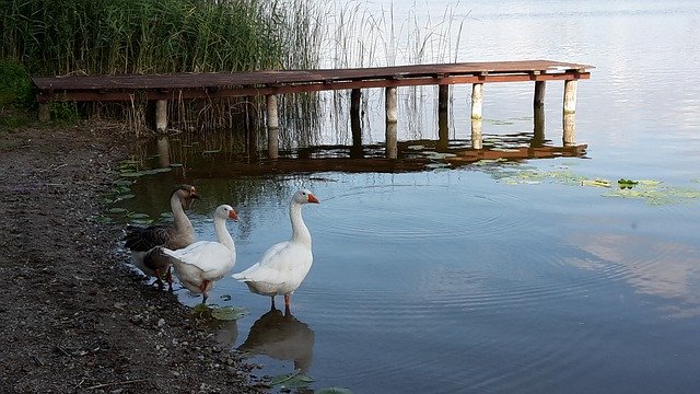 Descarga gratuita Ducks Lake Birds: foto o imagen gratuita para editar con el editor de imágenes en línea GIMP