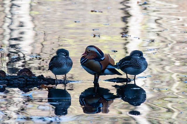Free download ducks lake birds nature free picture to be edited with GIMP free online image editor