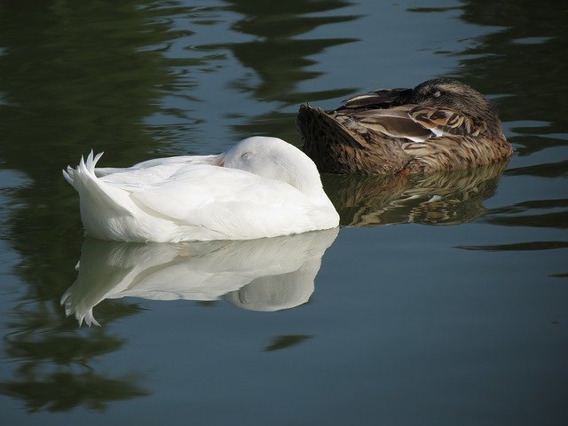 Free download Ducks Lake Reflection -  free photo or picture to be edited with GIMP online image editor