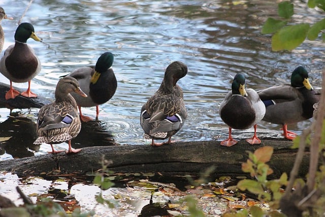 Free download ducks mallard bird feathers free picture to be edited with GIMP free online image editor