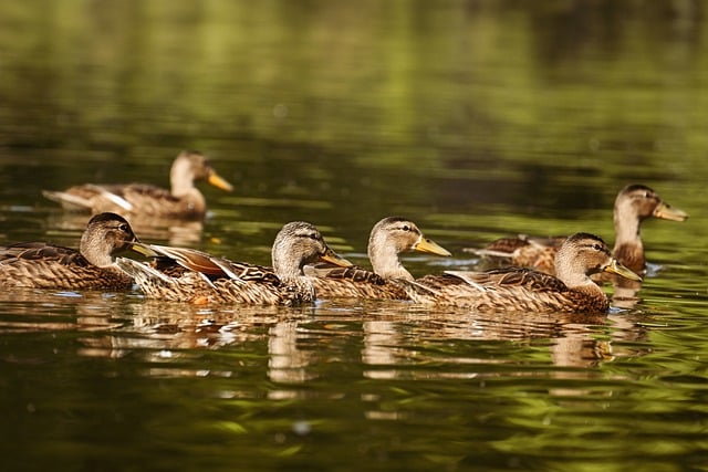 Free download ducks mallard nature water bird free picture to be edited with GIMP free online image editor
