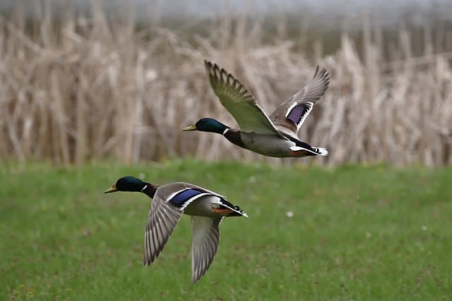 Free download ducks mallards birds drake flying free picture to be edited with GIMP free online image editor