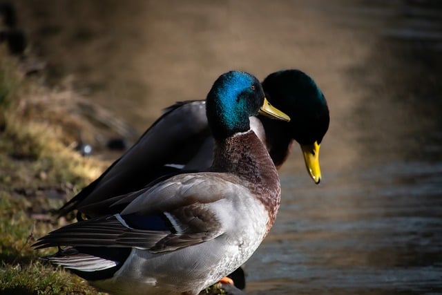Free download ducks mallards birds pond free picture to be edited with GIMP free online image editor