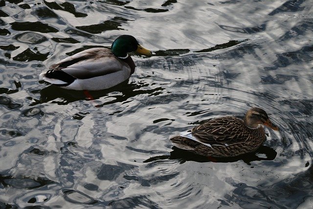 Descarga gratis patos ánades reales pájaros nadan imagen gratis para editar con el editor de imágenes en línea gratuito GIMP