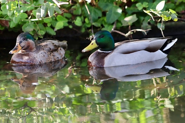 Free download ducks mallards pair of ducks free picture to be edited with GIMP free online image editor