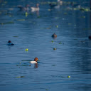 Ducks on the river  screen for extension Chrome web store in OffiDocs Chromium