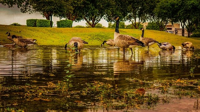 Kostenloser Download Ducks Park Water - kostenloses Foto oder Bild zur Bearbeitung mit GIMP Online-Bildbearbeitung