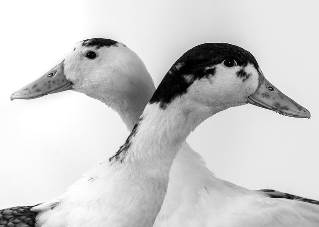 Download gratuito di Ducks Pets Duck: foto o immagine gratuita da modificare con l'editor di immagini online GIMP