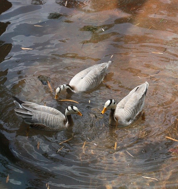 Gratis download Ducks Photo Taken At Animal - gratis foto of afbeelding om te bewerken met GIMP online afbeeldingseditor