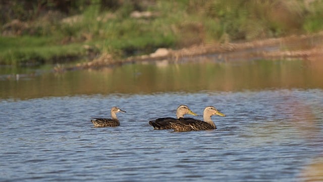 Free download ducks pond lake wildlife animals free picture to be edited with GIMP free online image editor