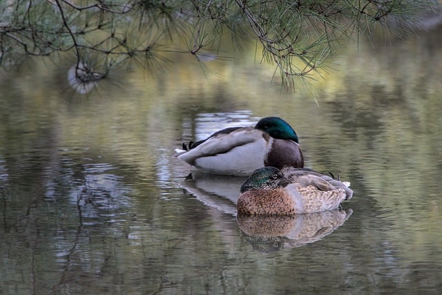 Muat turun percuma gambar percuma ducks pond sleep jaw untuk diedit dengan editor imej dalam talian percuma GIMP
