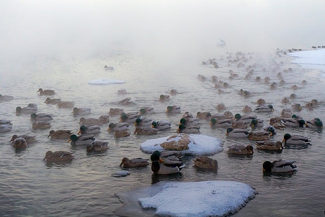 Free download ducks river winter yenisei birds free picture to be edited with GIMP free online image editor