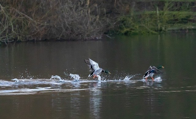 Free download ducks running n water mallard water free picture to be edited with GIMP free online image editor