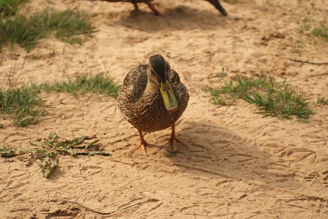 Download grátis Ducks Sand Beach - foto ou imagem grátis para ser editada com o editor de imagens online GIMP