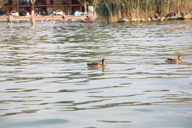 Free download Ducks Swimming -  free photo or picture to be edited with GIMP online image editor