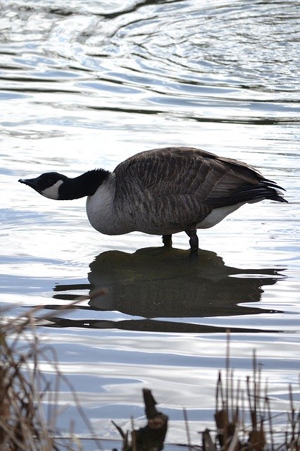 Descărcare gratuită Duck Swan Geese - fotografie sau imagini gratuite pentru a fi editate cu editorul de imagini online GIMP