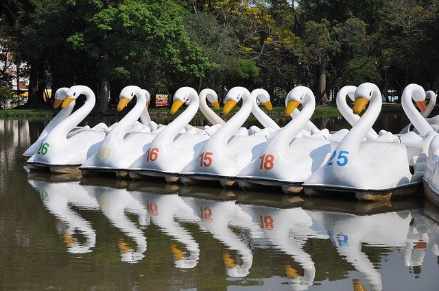 Téléchargement gratuit du modèle photo gratuit Duck Swan Lake à éditer avec l'éditeur d'images en ligne GIMP