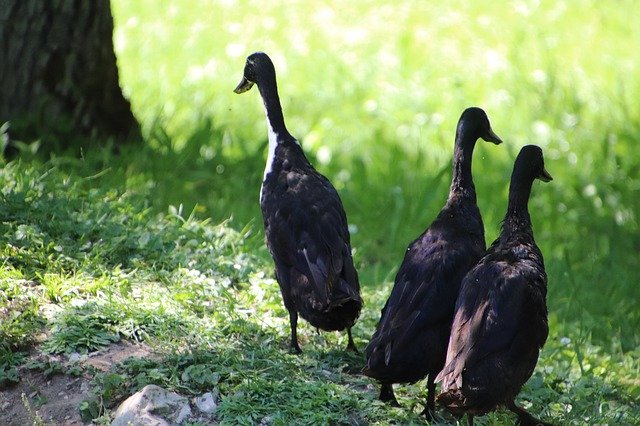 Descărcare gratuită Ducks Waterfowls Exotic - fotografie sau imagini gratuite pentru a fi editate cu editorul de imagini online GIMP