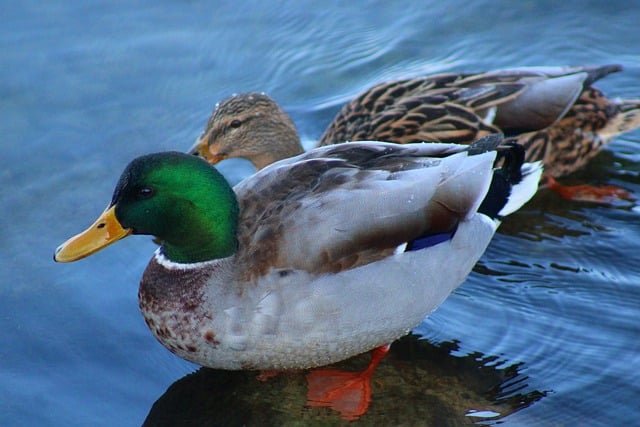 ດາວໂຫຼດຟຣີ ducks waterfowls lake animal free picture to be edited with GIMP free online image editor