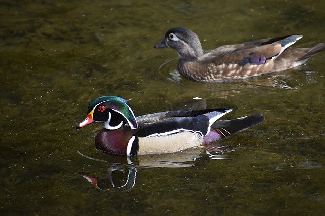 Free download Ducks Water Pond -  free photo or picture to be edited with GIMP online image editor