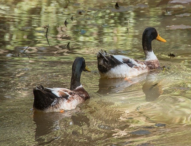 Muat turun percuma Ducks Water Swimming - foto atau gambar percuma untuk diedit dengan editor imej dalam talian GIMP