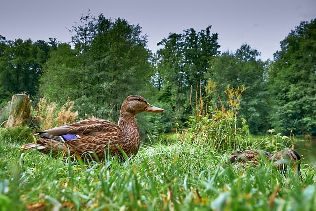 Free download ducks wild duck bird waterfowl free picture to be edited with GIMP free online image editor