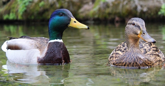 Free download ducks wild ducks feathers lake free picture to be edited with GIMP free online image editor