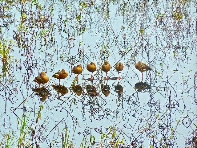 무료 다운로드 Ducks Wildlife Resting - 무료 사진 또는 GIMP 온라인 이미지 편집기로 편집할 수 있는 사진