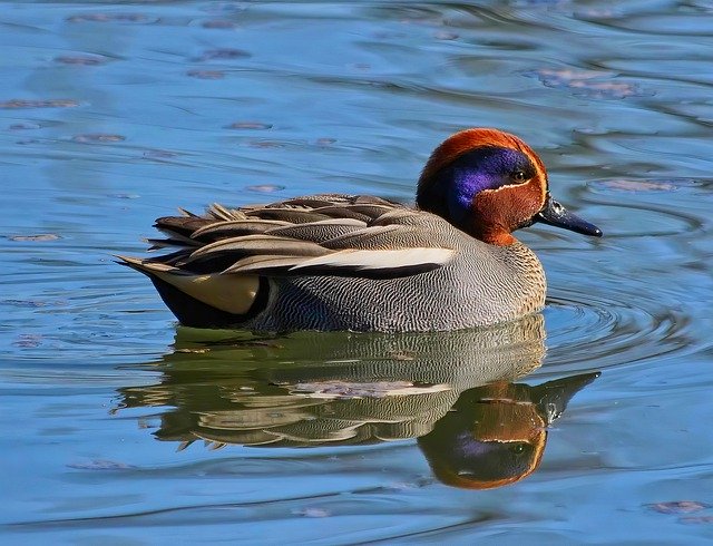 Free picture Duck Teal Bird -  to be edited by GIMP free image editor by OffiDocs