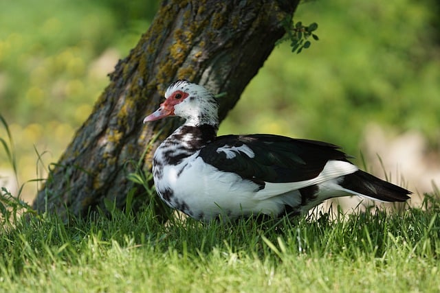 Free download duck tree grass nature bird free picture to be edited with GIMP free online image editor