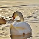 Duck turns into swan  screen for extension Chrome web store in OffiDocs Chromium