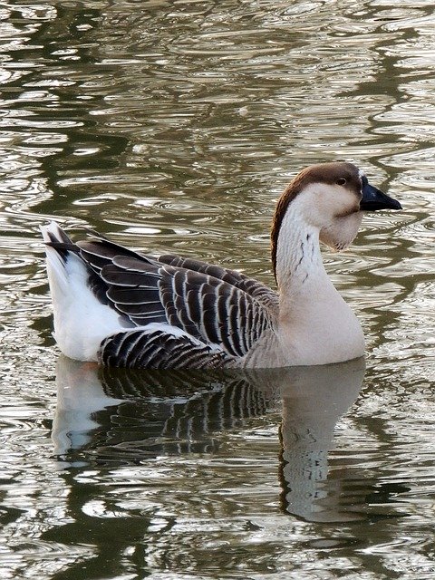 دانلود رایگان قالب عکس رایگان Duck Volatile Nature برای ویرایش با ویرایشگر تصویر آنلاین GIMP