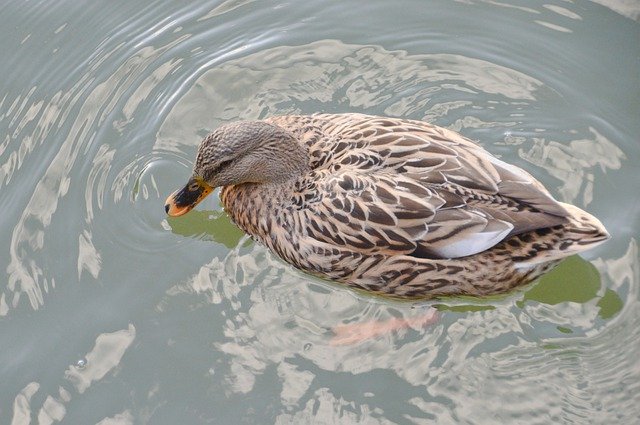 Download gratuito di Duck Volatile Water: foto o immagine gratuita da modificare con l'editor di immagini online GIMP
