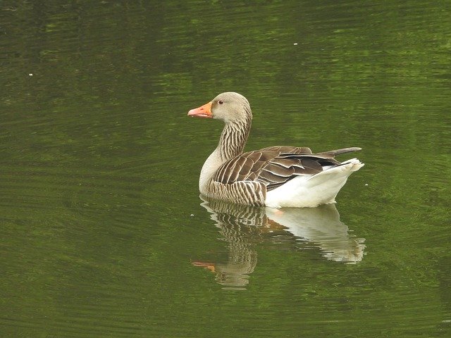 Free download Duck Water Bird Wild -  free photo or picture to be edited with GIMP online image editor