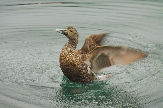 Free download Duck Water Brown -  free photo or picture to be edited with GIMP online image editor