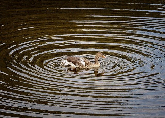 Muat turun percuma Duck Water Circle - foto atau gambar percuma untuk diedit dengan editor imej dalam talian GIMP