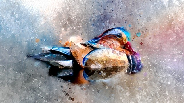 Free download Duck Watercolor Bird -  free illustration to be edited with GIMP free online image editor