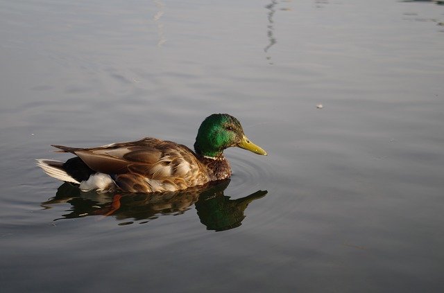 Бесплатно скачайте бесплатный шаблон фотографии Duck Water Lake для редактирования с помощью онлайн-редактора изображений GIMP