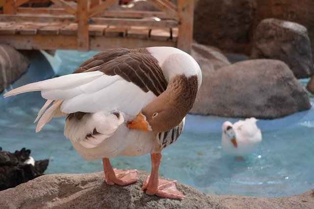 Descărcați gratuit șablonul foto gratuit Duck Water Nature pentru a fi editat cu editorul de imagini online GIMP