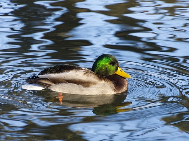 Free download duck water nature pond free picture to be edited with GIMP free online image editor