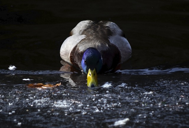 Free download duck water pond waterbird free picture to be edited with GIMP free online image editor