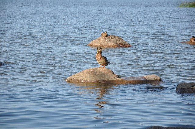 Duck Water River 무료 다운로드 - 무료 사진 또는 GIMP 온라인 이미지 편집기로 편집할 사진