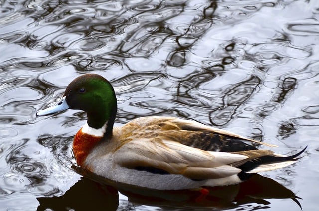 Free download duck water swim beak feathers free picture to be edited with GIMP free online image editor