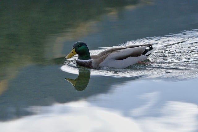 Bezpłatne pobieranie kaczki pływającej w wodzie odbicie darmowe zdjęcie do edycji za pomocą bezpłatnego edytora obrazów online GIMP