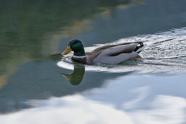 Free download duck water swimmung reflection free picture to be edited with GIMP free online image editor